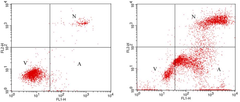 FITC Annexin V and PI Apoptosis Kit